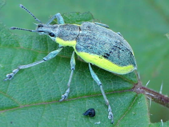Chlorophanus viridis, Gelbrandrüssler