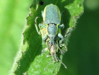 Chlorophanus viridis, Gelbrandrüssler