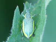 Chlorophanus viridis, Gelbrandrüssler