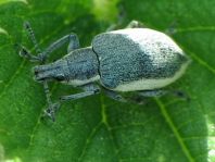 Chlorophanus viridis, Gelbrandrüssler
