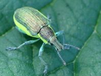 Chlorophanus viridis, Gelbrandrüssler