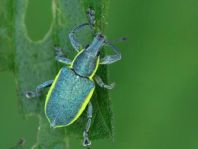 Chlorophanus viridis, Gelbrandrüssler