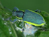 Chlorophanus viridis, Gelbrandrüssler