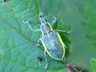 Chlorophanus viridis, Gelbrandrüssler