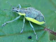 Chlorophanus viridis, Gelbrandrüssler