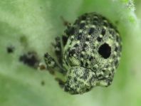 Cionus sp.