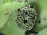 Cionus sp.