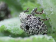 Cionus sp.