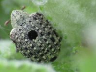 Cionus sp.