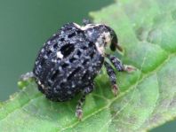 Cionus tuberculosus