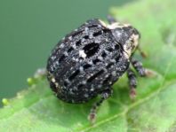 Cionus tuberculosus