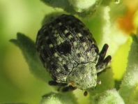 Cionus sp.