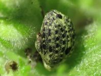 Cionus sp.