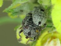 Cionus sp.