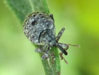 Cionus sp.