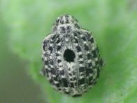 Cionus sp.