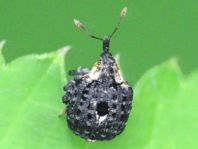 Cionus tuberculosus