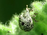 Cionus sp.