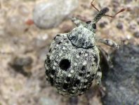 Cionus sp.