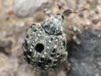 Cionus sp.