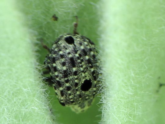Cionus sp.