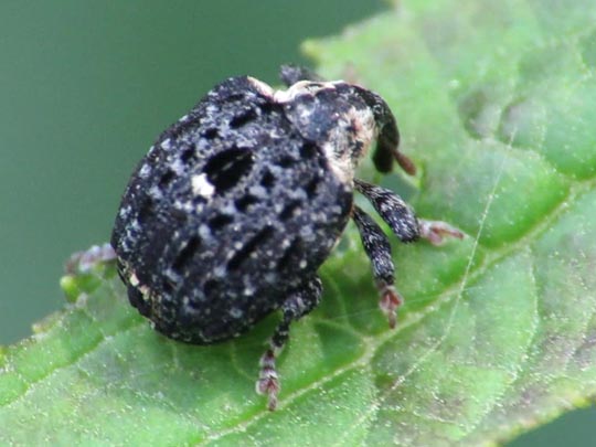 Cionus tuberculosus