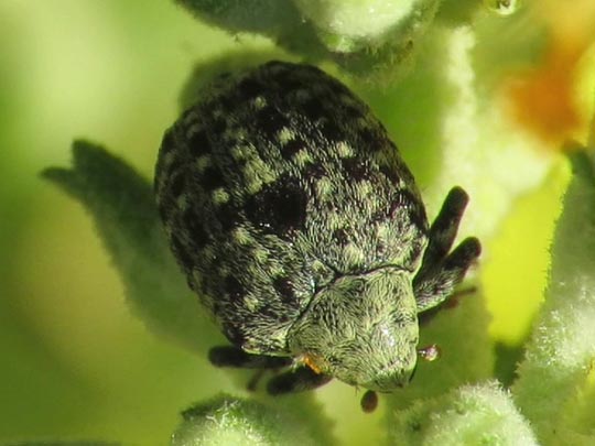 Cionus sp.