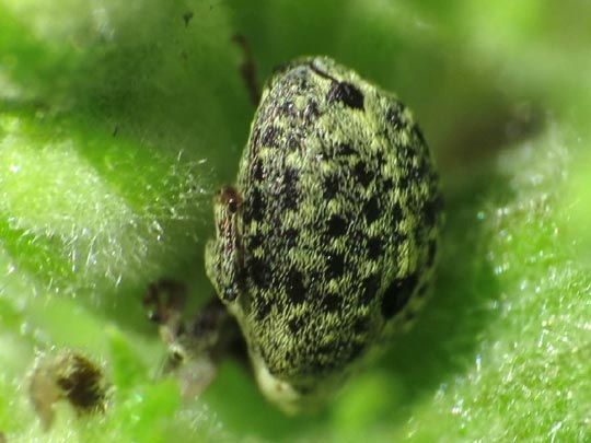 Cionus sp.