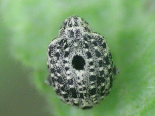 Cionus sp.