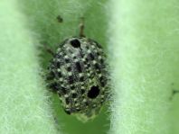 Cionus sp.