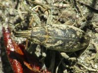 Cleonis pigra