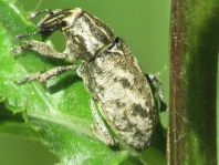 Cleonis pigra
