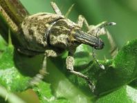 Cleonis pigra