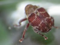 Coeliodes erythroleucus