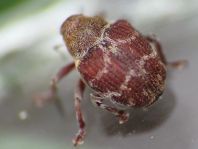 Coeliodes erythroleucus