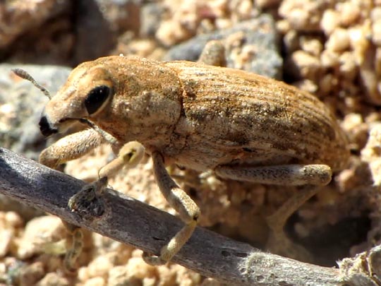 Conorhynchus cf. conicirostris