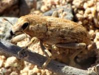 Conorhynchus cf. conicirostris