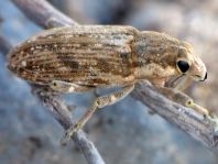 Conorhynchus cf. conicirostris