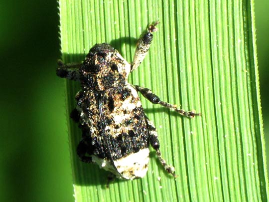 Cryptorhynchus lapathi, Erlenwürger