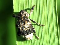 Cryptorhynchus lapathi, Erlenwürger