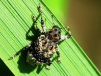 Cryptorhynchus lapathi, Erlenwürger