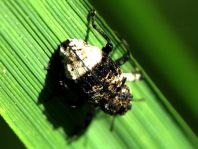 Cryptorhynchus lapathi, Erlenwürger