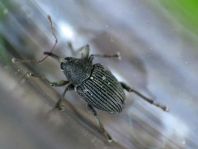 Curculio pyrrhoceras
