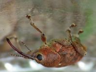 Curculio glandium, Eichelbohrer