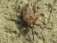 Curculio glandium, Eichelbohrer