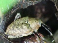 Curculio nucum, Haselnussbohrer