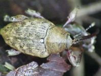 Curculio nucum, Haselnussbohrer