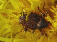 Curculio nucum, Haselnussbohrer