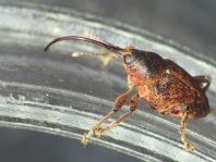 Curculio nucum, Haselnussbohrer