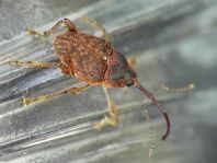 Curculio nucum, Haselnussbohrer